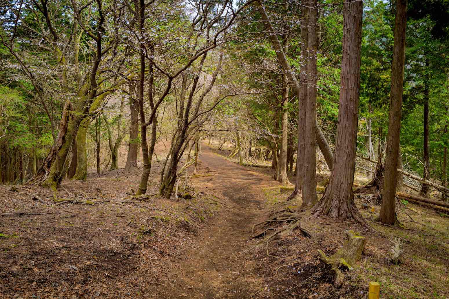 viaje familiar con niños
